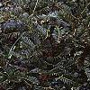 Cephalotaxus harringtonia 'Prostrata', habit
