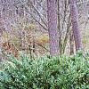 Cephalotaxus harringtonia var. drupacea 'Duke Gardens', habit