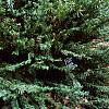 Cephalotaxus harringtonia var. drupacea 'Duke Gardens', habit