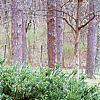 Cephalotaxus harringtonia var. drupacea 'Duke Gardens', habit