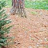 Cephalotaxus harringtonia var. drupacea 'Duke Gardens', habit