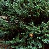 Cephalotaxus harringtonia var. drupacea 'Duke Gardens', habit
