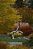 Cercidiphyllum japonicum, fall color