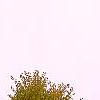 Cercidiphyllum japonicum, fall color