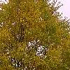 Cercidiphyllum japonicum, fall color