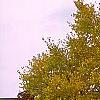 Cercidiphyllum japonicum, fall color