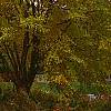 Cercidiphyllum japonicum, fall color