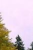 Cercidiphyllum japonicum, fall color