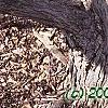 Cercidiphyllum japonicum, bark