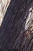 Cercidiphyllum japonicum, bark