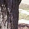 Cercidiphyllum japonicum, bark