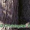 Cercidiphyllum japonicum, bark