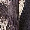 Cercidiphyllum japonicum, bark