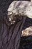 Cercidiphyllum japonicum, bark