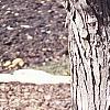 Cercidiphyllum japonicum, bark
