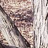 Cercidiphyllum japonicum, bark