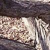 Cercidiphyllum japonicum, bark