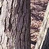 Cercidiphyllum japonicum, bark