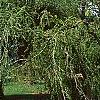 Cercidiphyllum japonicum 'Amazing Grace', habit