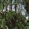 Cercidiphyllum japonicum 'Amazing Grace', habit