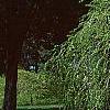 Cercidiphyllum japonicum 'Amazing Grace', habit