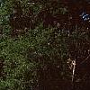 Cercidiphyllum japonicum 'Amazing Grace', habit
