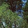 Cercidiphyllum japonicum 'Amazing Grace', habit