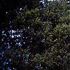 Cercidiphyllum japonicum 'Amazing Grace', fall color