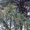 Cercidiphyllum japonicum 'Amazing Grace', fall color