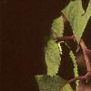 Clethra alnifolia, leaves