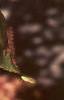 Clethra alnifolia, leaves