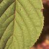 Clethra alnifolia, leaves