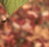 Clethra alnifolia, leaves