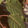 Clethra alnifolia, leaves