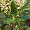 Clethra alnifolia, flowers