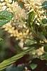 Clethra alnifolia, flowers