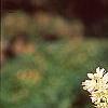 Clethra alnifolia, flowers
