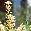 Clethra alnifolia, flowers
