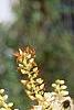 Clethra alnifolia, flowers