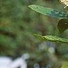 Clethra alnifolia, flowers