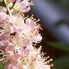Clethra alnifolia var. rosea, flowers