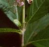 Clethra alnifolia var. rosea, flowers
