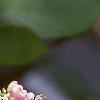 Clethra alnifolia var. rosea, flowers