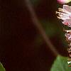 Clethra alnifolia var. rosea, flowers
