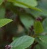 Clethra alnifolia var. rosea, flowers