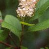 Clethra alnifolia var. rosea, flowers