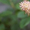 Clethra alnifolia var. rosea, flowers