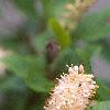 Clethra alnifolia var. rosea, flowers