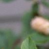 Clethra alnifolia var. rosea, flowers