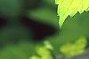 Humulus lupulus 'Aureus', leaves